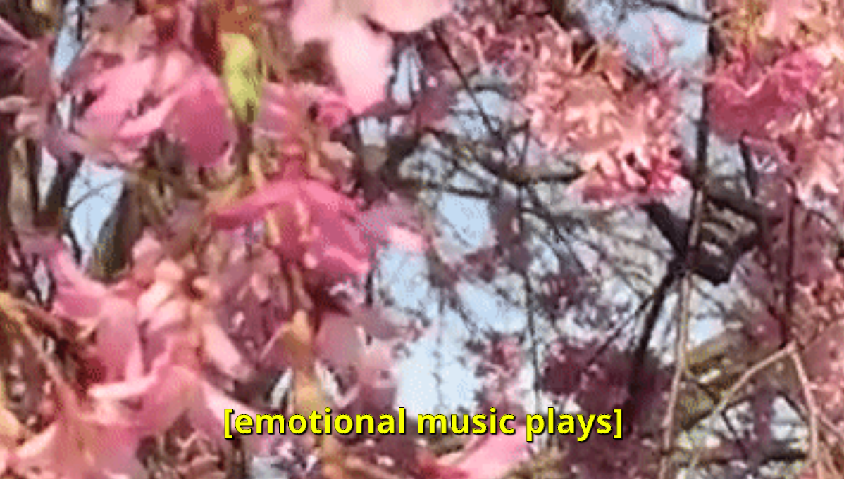 Low-res cherry blossoms with yellow text at bottom that reads '[emotional music plays]'