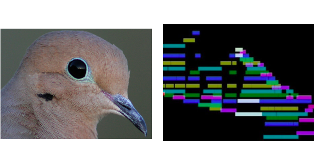 Two images: one of a mouring dove eye and the other a screenshot of a smalin video of Clair de Lune